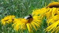 Bumble bee sits on a yellow blossom