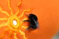 Bumble bee sitting on a bright orange cloth with sun pattern Royalty Free Stock Photo
