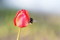 Bumble bee sitting on a bright red Bud of Tulip Royalty Free Stock Photo