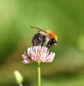 Bumble bee sitting on a flower clover