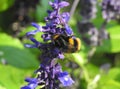 Bumble bee sitting on lilac flower