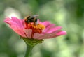 Bumble bee is sitting on a pink flower Royalty Free Stock Photo