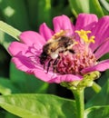 Bumble bee is sitting on a pink flower stock photo Royalty Free Stock Photo