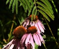 Bumble-bee sitting on purple coneflower Royalty Free Stock Photo