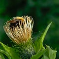 Bumble-bee sitting on wild flower