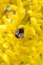 Bumble bee sitting among yellow flowers with full pollen baskets.