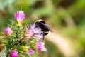 Bumble bee and Slender Thistle Carduus tenuiflorus flower Royalty Free Stock Photo