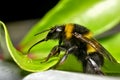 Bumble Bee slurping water