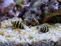 Bumble Bee Snail - Engina sp.