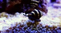 Bumble Bee Snail - Engina sp.