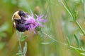 Bumble bee species feeding / pollinating on a purple wildflower in the Crex Meadows Wildlife Area in Northern Wisconsin