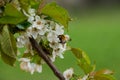 Bumble bee in spring flower Royalty Free Stock Photo