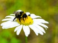 Bumble bee sucks flower nectar from daisies