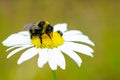 Bumble bee sucks flower nectar from daisies
