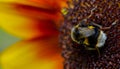 Bumble bee on sunflower Royalty Free Stock Photo