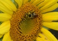 Bumble Bee on Sunflower Royalty Free Stock Photo