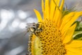 Bumble bee on a sunflower Royalty Free Stock Photo