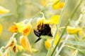 Bumble bee on Sunn Hemp Royalty Free Stock Photo