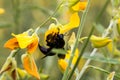 Bumble bee on Sunn Hemp Royalty Free Stock Photo