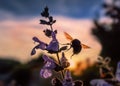 Bumble bee at sunset in silhouette flying near purple blue sage flowers with the golden sunlight shining through its wings Royalty Free Stock Photo