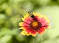Bumble Bee takes off from a red and yellow flower
