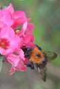 Bumble bees pollinating flowers in a British garden, Insect pollination in summer, UK