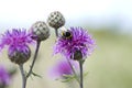 Bumble bee on a thistle Royalty Free Stock Photo