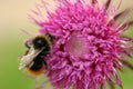 Bumble Bee & Thistle Royalty Free Stock Photo