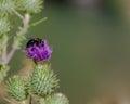 Bumble bee on thistle Royalty Free Stock Photo