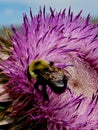 Bumble Bee Thistle flower nature art Royalty Free Stock Photo