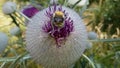 Bumble-bee and the thistle Royalty Free Stock Photo