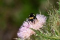 A Bumble Bee On Top Of A Wild Thistle Flower. Royalty Free Stock Photo