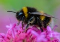 Bumble bee on ultra violet flower Royalty Free Stock Photo