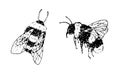 Bumble Bee Vector Set. Black line art drawing of honeybee. Outline illustration of insects. Hand drawn vintage clipart