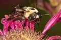 Bumble bee visiting a red bergamot flower in Connecticut Royalty Free Stock Photo