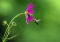 Bumble Bee waiting line queue Royalty Free Stock Photo