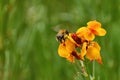 Bumble bee on wallflower