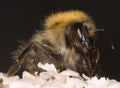 Bumble Bee on white buddleia flower Macro