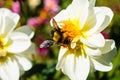 Bumble bee on white chrysanthemum flower Royalty Free Stock Photo