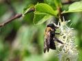 Bumble bee on the white flower close. Royalty Free Stock Photo