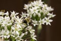 Bumble Bee on White Flower Wild Onions