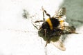 Bumble bee on white painted stone wall