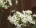 Bumble Bee on White Wild Onion Flower Blooms