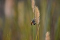 Bumble Bee on Wild Grass