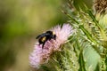 A Bumble Bee Pollinating A Wild Thistle.