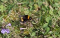 Bumble Bee at work Royalty Free Stock Photo