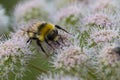 Bumble bee at work Royalty Free Stock Photo