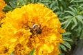 Bumble bee on yellow blooming marigold. Beauty in nature