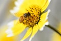 Bumble bee in a yellow coastal tidytips