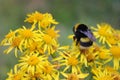 Bumble bee on a yellow flower